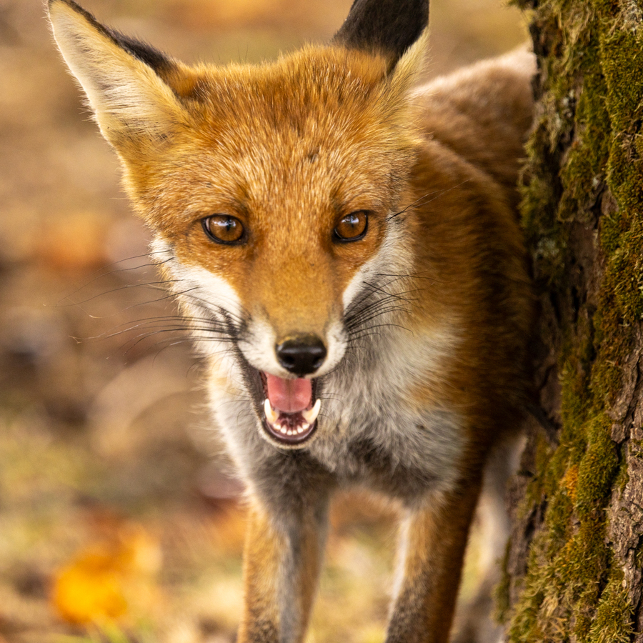Young Fox - Dan Johnson